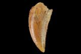 Serrated, Raptor Tooth - Real Dinosaur Tooth #158983-1